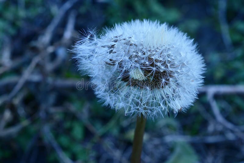 Colorful flowers stock image. Image of sunshine, flowers - 81307587