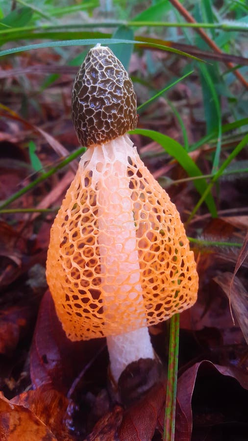 A Very Rare Corpse Flower in Our Area, Which Grows with an Unpleasant