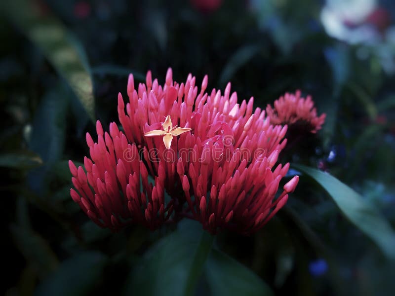 A Very Rare Flower in Indonesia. Bunga Raya Stock Image Image of rare