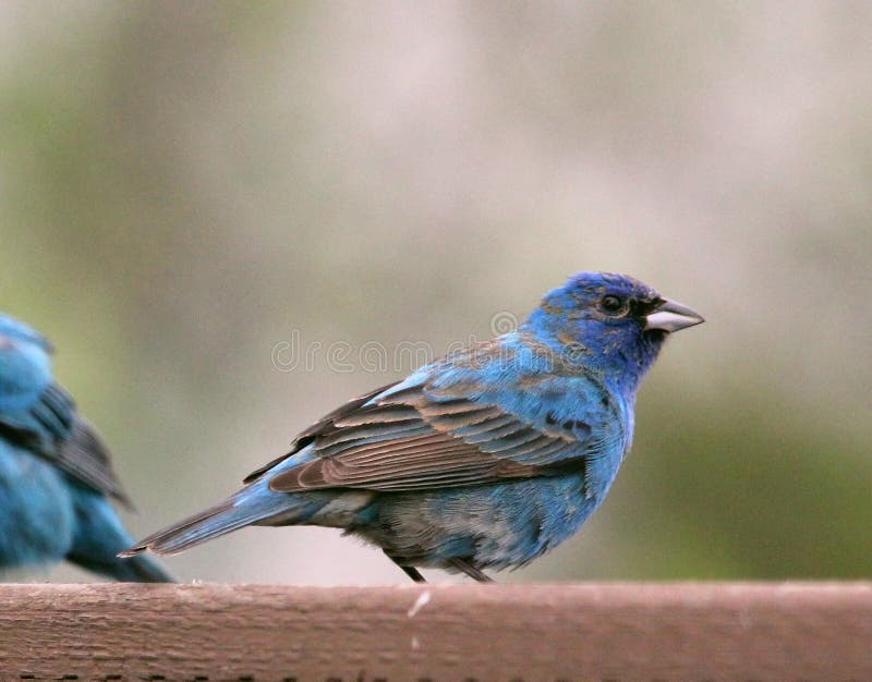 Blue Bunting Cyanocompsa parellina