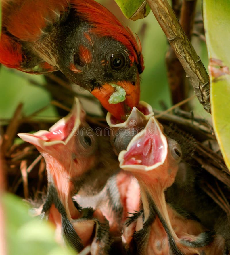 Very red male cardinal feeding his babies in the nest