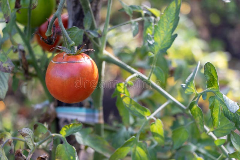 A very ripe tomato on a branch - Gowing homemade tomatoes at home concept - benefits of tomatoes