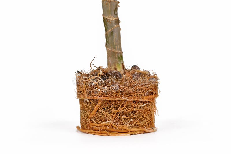 Very rootbound root ball of Dracaena houseplant