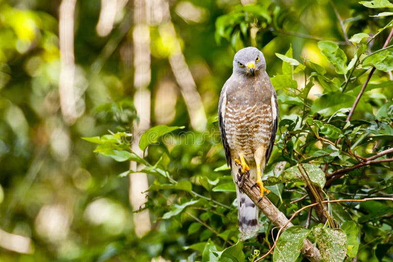 Perched Roadside Hawk