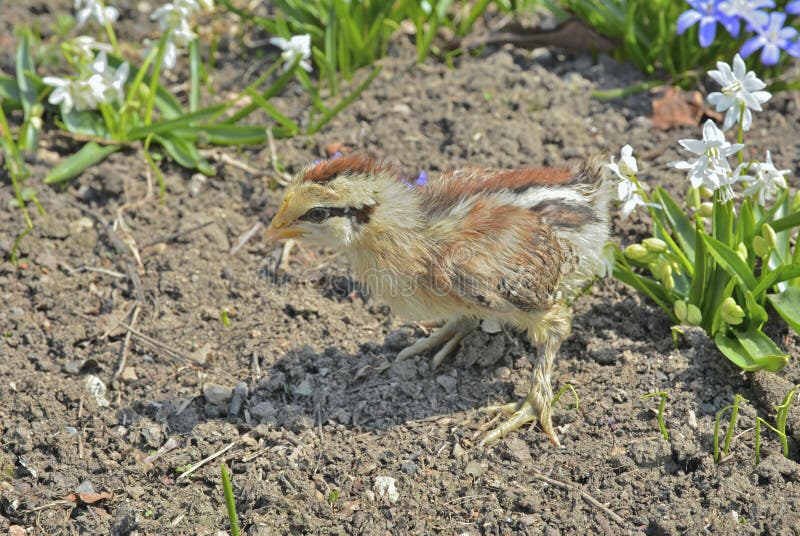 Very small chicken 25 stock image. Image of fledgeling 151038693