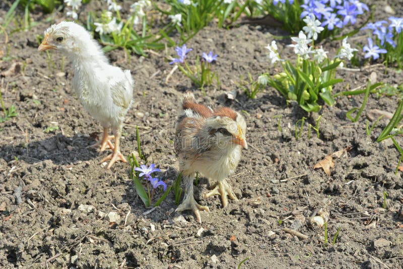 Very small chicken 9 stock photo. Image of background 174290890