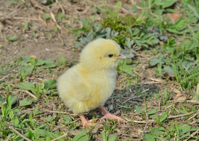 Very small chicken 11 stock photo. Image of bird, baby 83322510