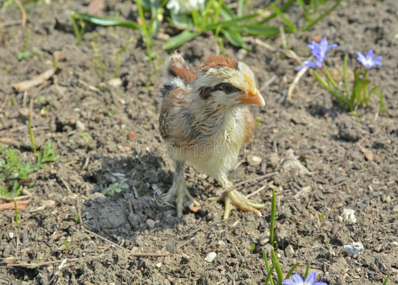 Very small chicken 24 stock photo. Image of chicken, poultry 83989060