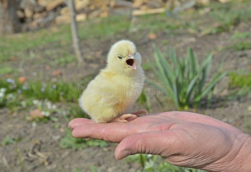 Very small chicken 3 stock photo. Image of fuzz, downy 73217738