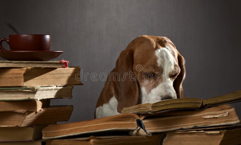 Very smart dog royalty free stock images Very smart dog royalty free stock images