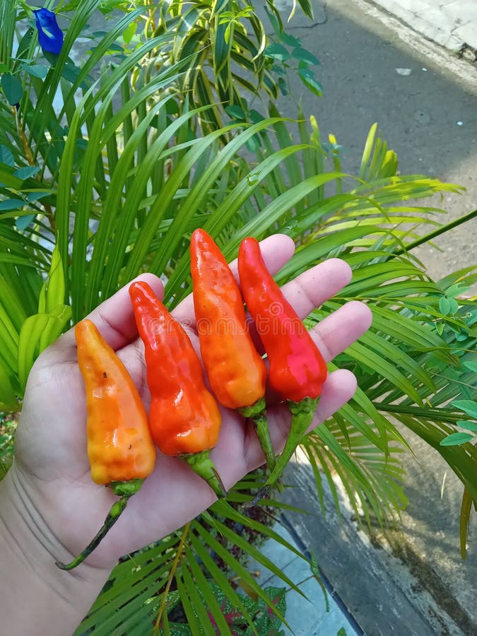 Very spicy chilies are so tempting royalty free stock photo