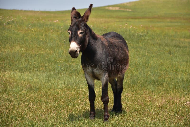 Stubborn grass stock image. Image of grey, cargo, perspective - 9621555