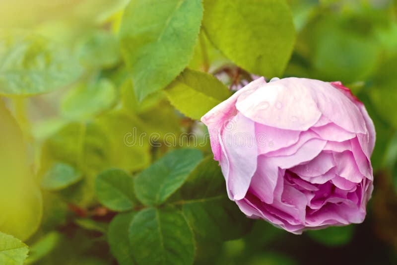 Very Tender Big Pink Rose After Rain Stock Image Image Of Garden
