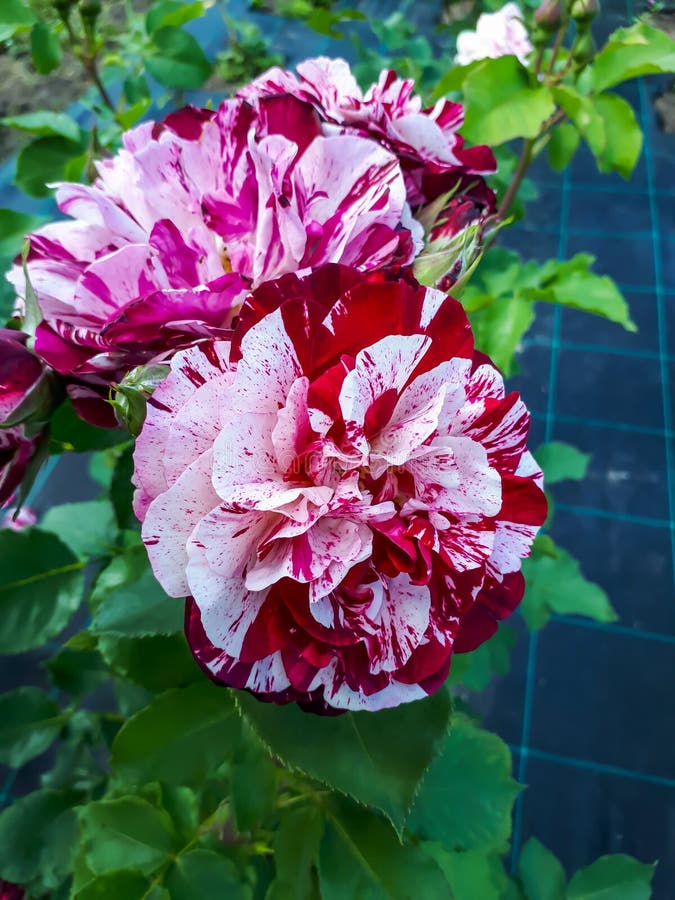 Very Unique, Beautiful Rose Bush `New Imagine` with Large Perfumed ...