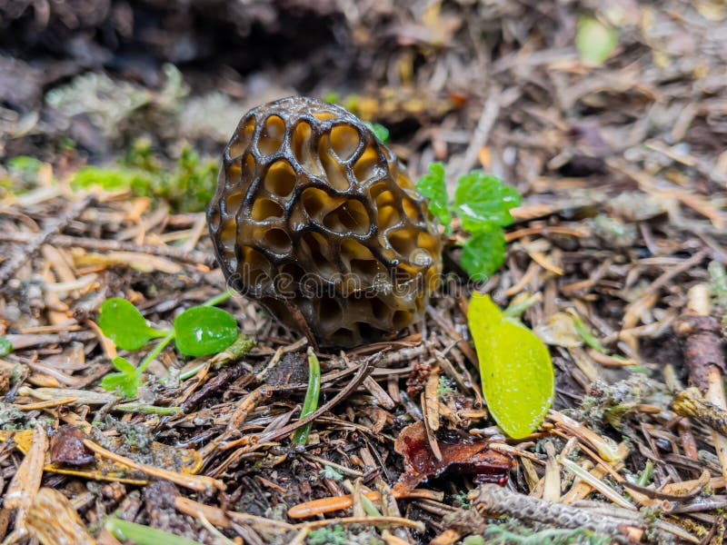 Very Valuable and Edible Morel Mushroom Stock Image Image of morel, spring 246793319