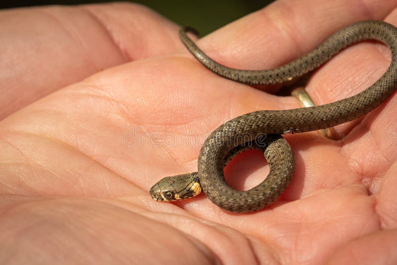A Very Young Grass Snake in a Hand Stock Photo - Image of demonstration