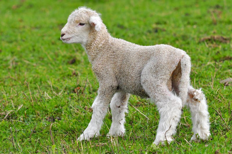 Very young lamb stock image. Image of natural, care, friendly 20009115