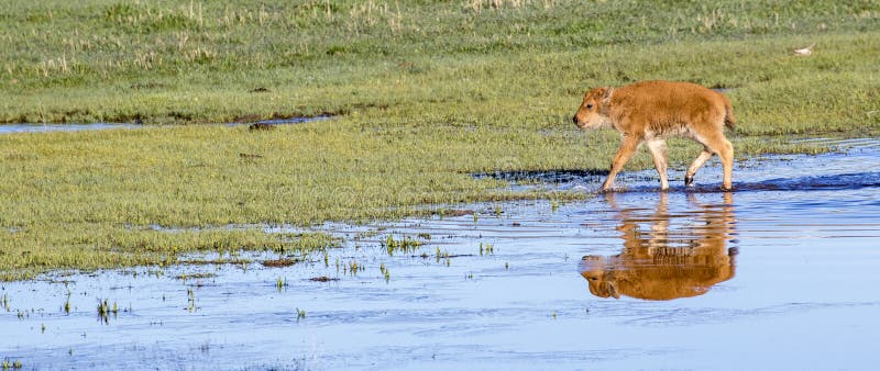 Very young red dog bison calf with water reflection stock images