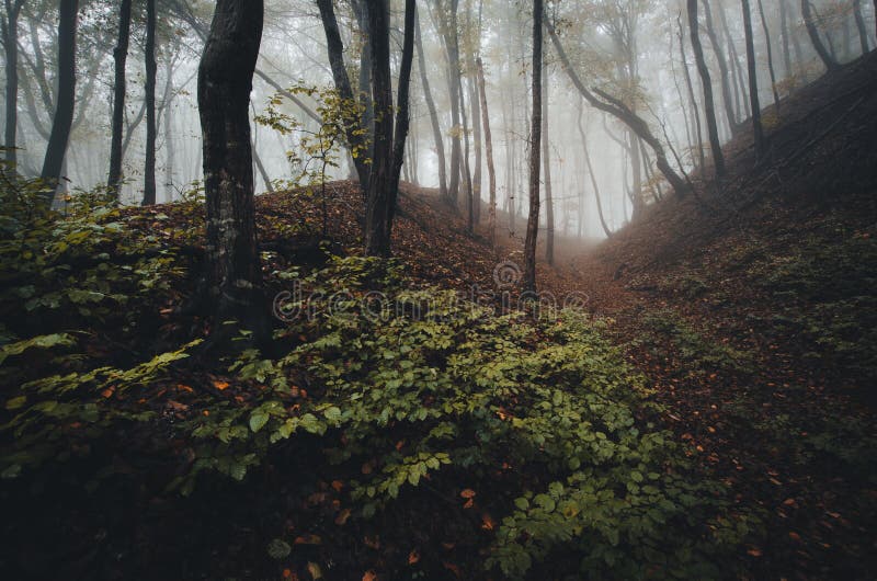 Verzauberter Fantasiewald mit Nebel und Vegetation
