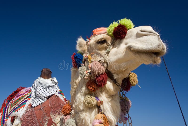 Verziertes Kamel in Ägypten