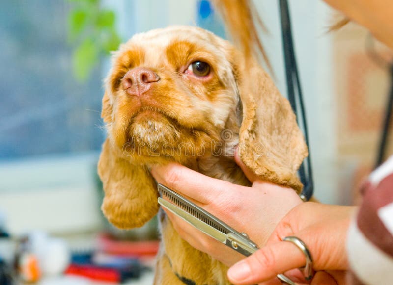 Verzorging van een Cocker Spaniel hond stock fotografie
