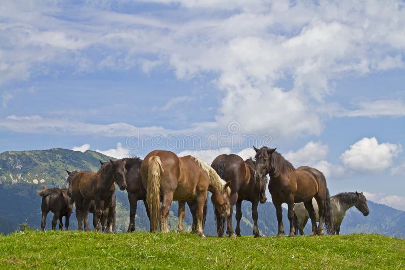 Verão dos cavalos nas montanhas imagem de stock royalty free Verão dos cavalos nas montanhas imagem de stock royalty free
