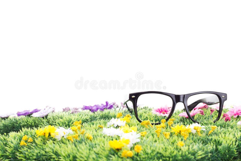 verão em um prado bonito da flor! fotos de stock verão em um prado bonito da flor! fotos de stock