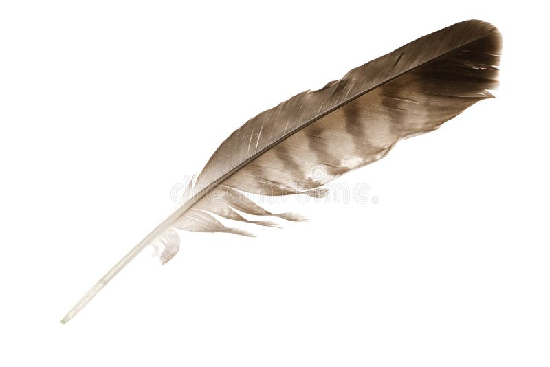 Variegated eagle feather isolated on white background. Variegated eagle feather isolated on white background