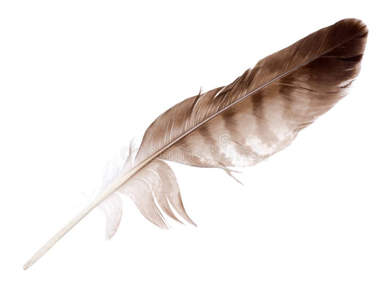 Variegated eagle feather isolated on white background. Variegated eagle feather isolated on white background