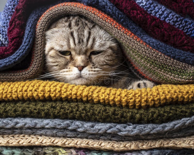 Verärgerte lustige Katze schottische Falte bereitet sich für kalten Herbst und Winter vor, eingewickelt und versteckt sich in ein