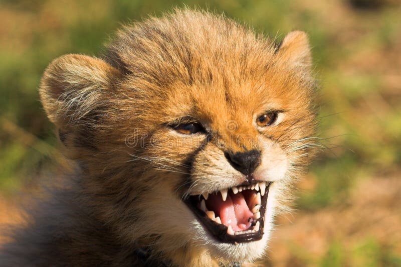 Verärgerter Gepard Cub lizenzfreie stockfotografie Verärgerter Gepard Cub lizenzfreie stockfotografie