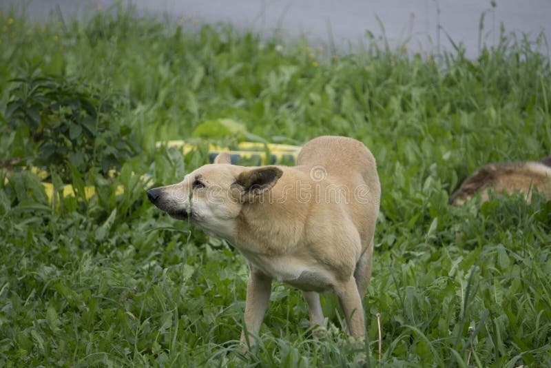Verärgerter Hund mit den blanken Zähnen lizenzfreies stockfoto Verärgerter Hund mit den blanken Zähnen lizenzfreies stockfoto