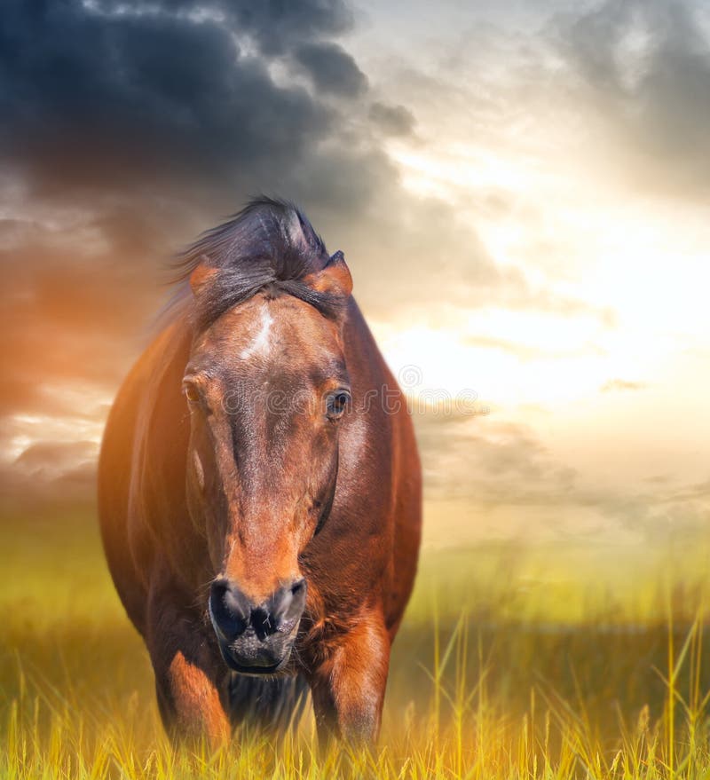 Verärgertes Pferd mit den Ohren entspannt auf einem Gebiet lizenzfreies stockbild Verärgertes Pferd mit den Ohren entspannt auf einem Gebiet lizenzfreies stockbild