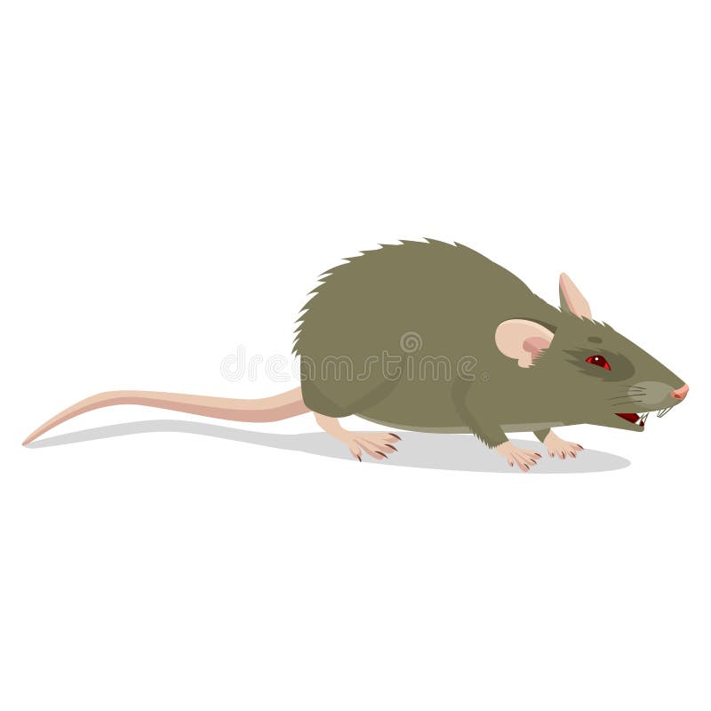 Verärgertes Ratten-Zeichen lokalisiert auf weißem Hintergrund Schädliches Nagetier lizenzfreie abbildung Verärgertes Ratten-Zeichen lokalisiert auf weißem Hintergrund Schädliches Nagetier lizenzfreie abbildung