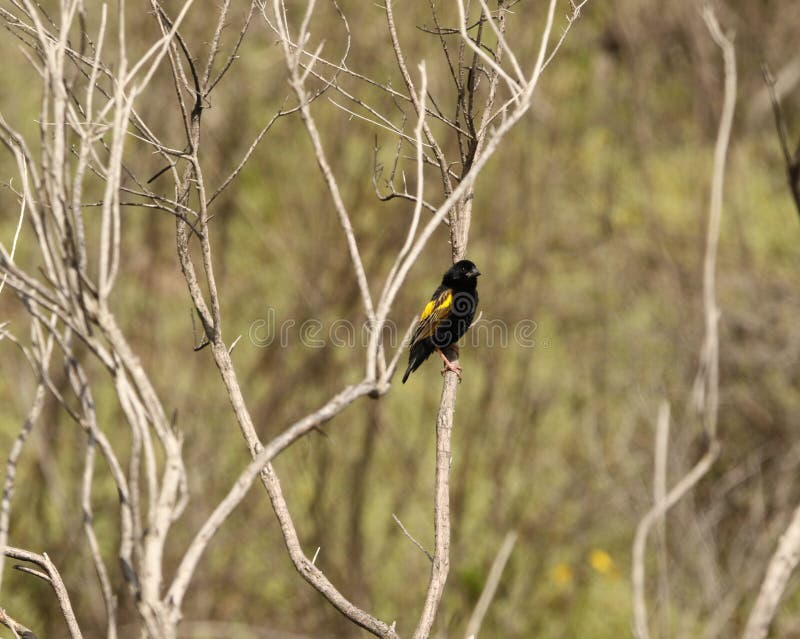 Vescovo giallo Finch fotografia stock Vescovo giallo Finch fotografia stock