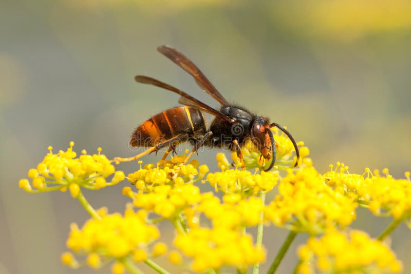  , asiático avispón, Sureste a es un un intruso avispa tiene apareció en Europa en Francia, a.