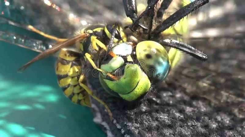 Vespe che mangiano una libellula