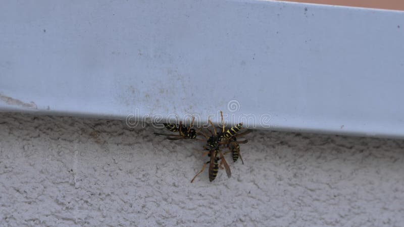 Vespe sotto un pezzo di metallo in un muro di una casa di campagna. uhd 4k natura fauna selvatica