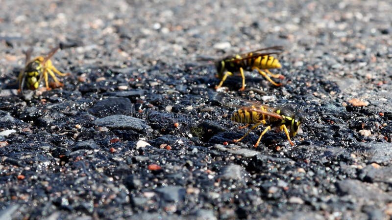 Vespe in strada nel video dell'estate