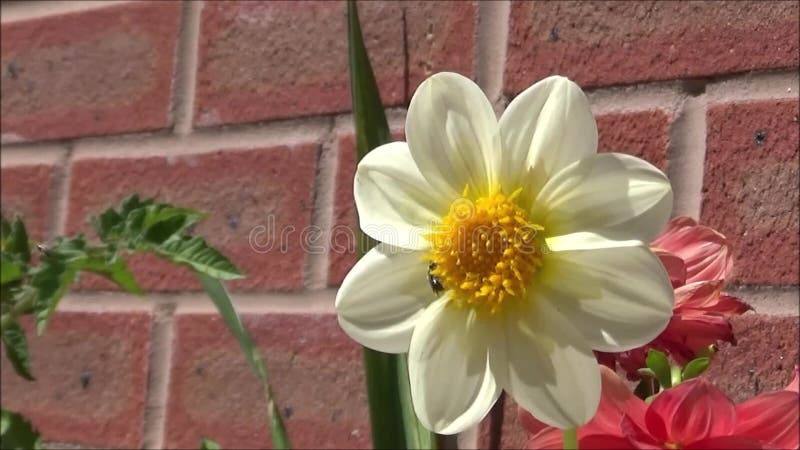 Vespe su un fiore bianco