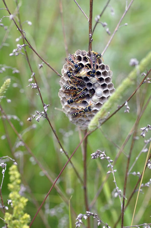 Vespiary in the grass