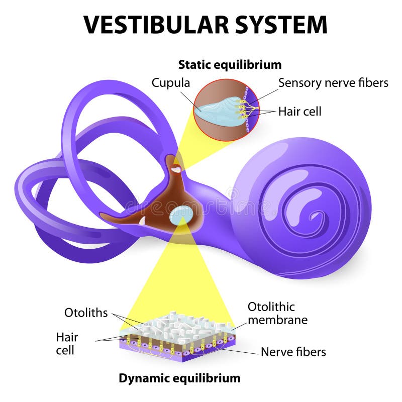 Vestibulair systeem