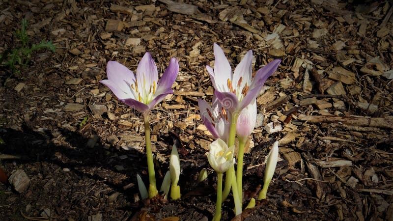 Vestimenta de belas gotas de neve roxas fotografia de stock