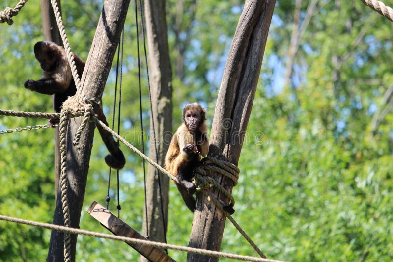 Auxiliadora Macaco prego 2016.