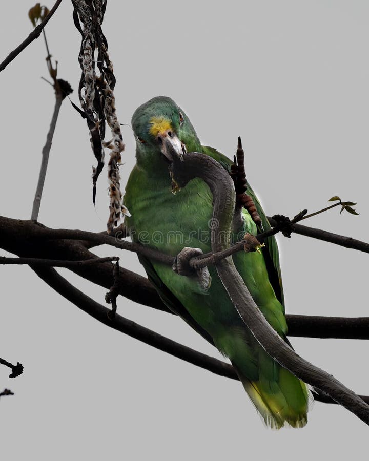 A closeup of a green Southern mealy amazon standing on a branch while eating. A closeup of a green Southern mealy amazon standing on a branch while eating