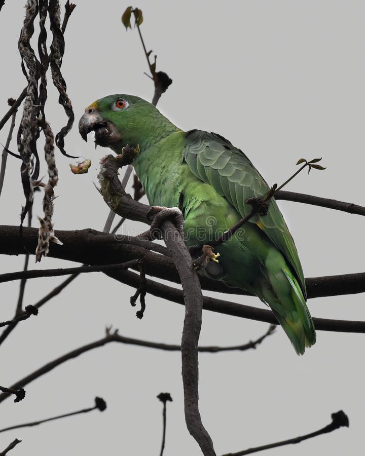 A closeup of a green Southern mealy amazon standing on a branch while eating. A closeup of a green Southern mealy amazon standing on a branch while eating