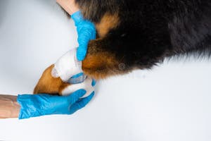 The Vet Bandages The Wound On The Dog s Paw Treatment Dogs Have The The Vet Bandages The Wound On The Dog s Paw Treatment Dogs Have The