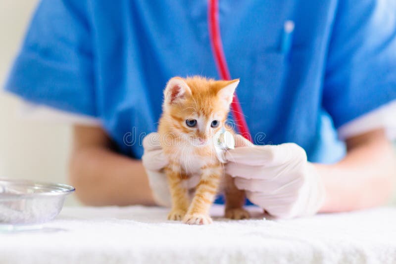 Vet with cat. Kitten at veterinarian doctor. Vet examining cat. Kitten at veterinarian doctor. Animal clinic. Pet check up and vaccination. Health care for cats