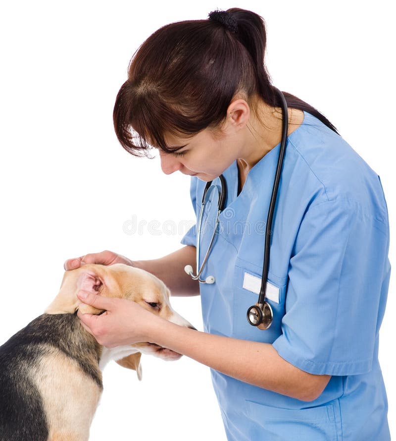 Vet Check the Dog S Ears. Isolated on White Background Stock Photo