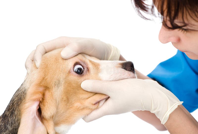 Vet Check The Dog S Eyes. Isolated On White Background Stock Image